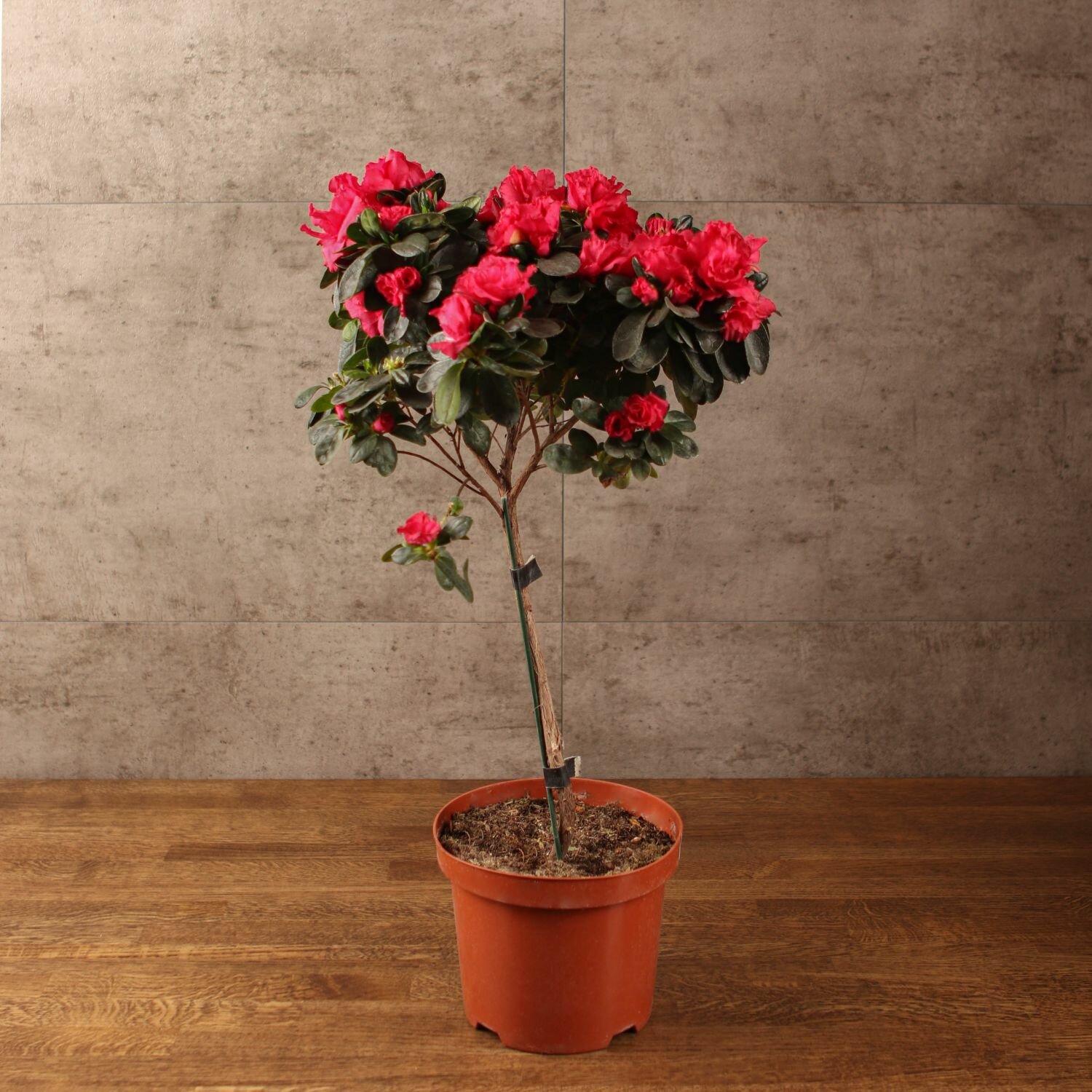 Азалия индика штамбовая красная 65/19