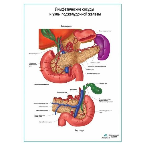 фото Лимфатические сосуды и узлы поджелудочной железы плакат, матовый холст от 200 г/кв.м, размер a1+ анатомические плакаты