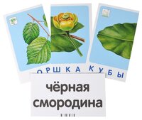 Набор карточек Айрис-Пресс Занимательные карточки. Комплект ЗК по окружающему миру на поддончике (фи