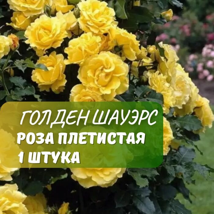 Роза плетистая Голден Шауэрс / розы