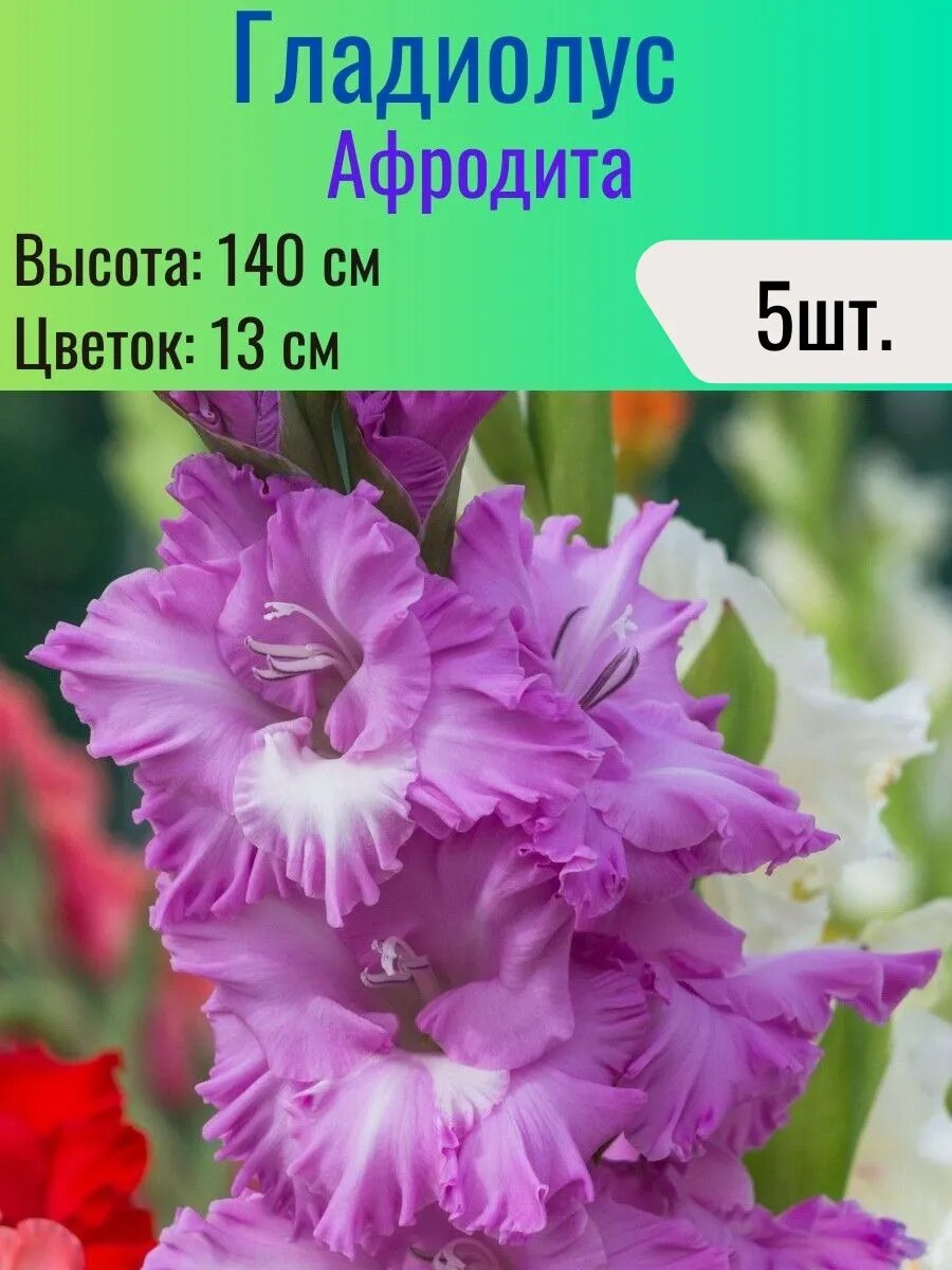 Гладиолусы многолетние луковицы 5 штук