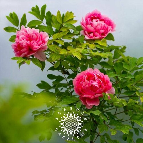 Семена Пион древовидный лат Paeonia x suffruticosa 10шт от Green Legacy 311₽