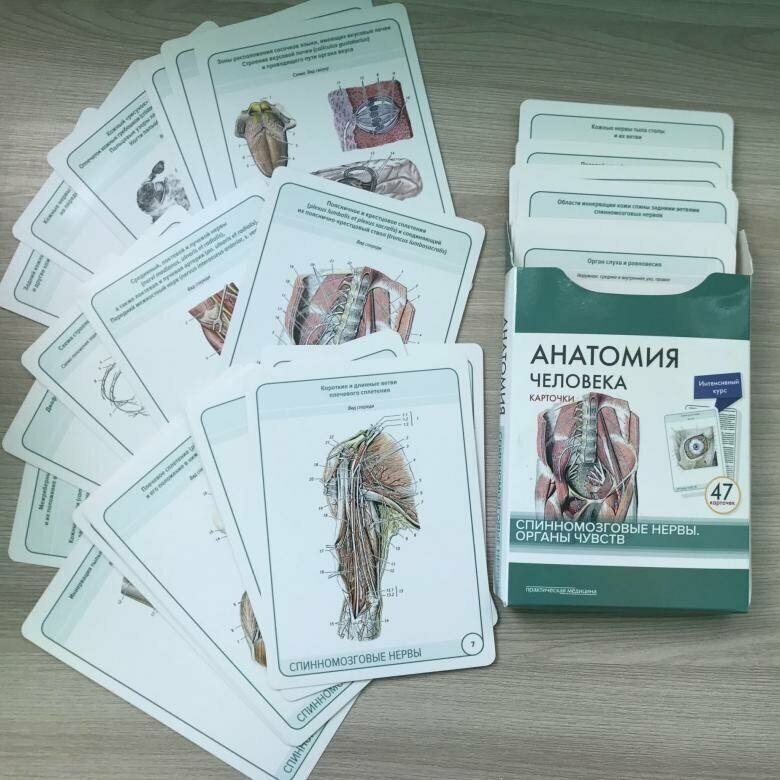 Анатомия человека. Спинномозговые нервы. Органы чувств. 47 карточек - фото №2