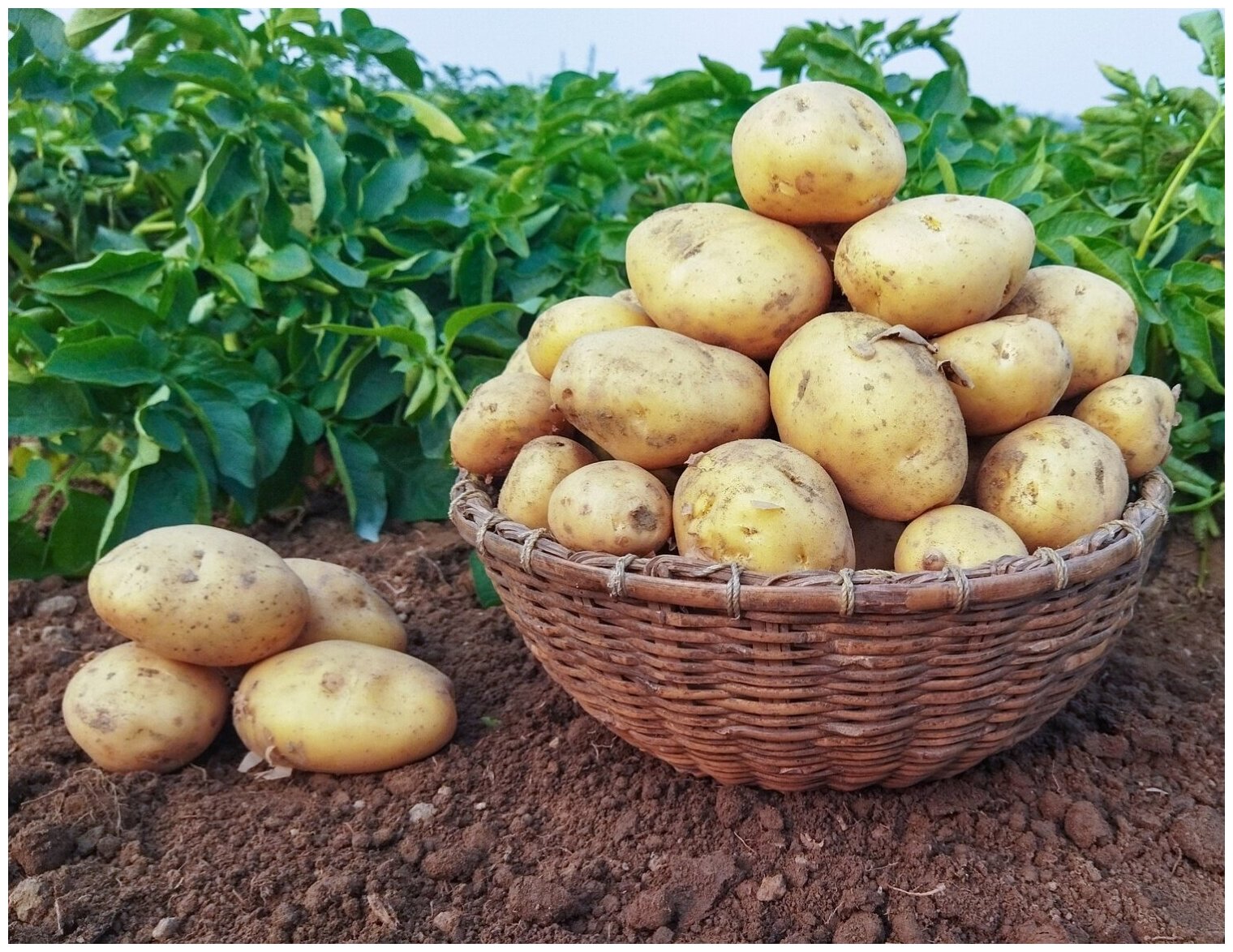 Картофель семенной селекционный сортовой Коломба клубни 5 кг - фотография № 2