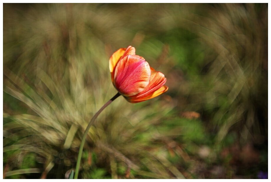 Zenitar M 1.9/50 лучших портретных Боке Монстр SLR DSLR камер M42 крепление JN47