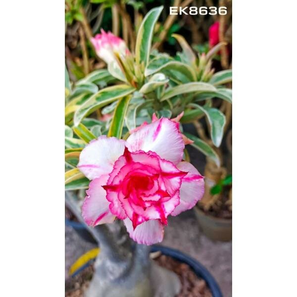Adenium sp 8636
