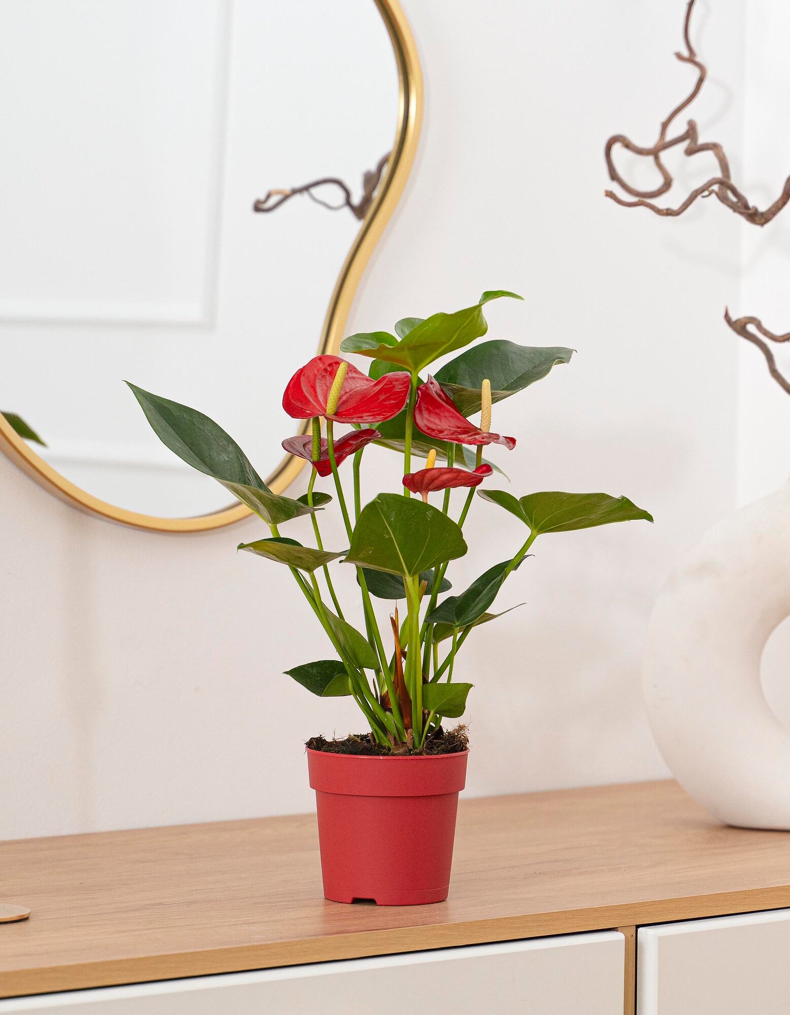 Geo Glass: Антуриум цветок мужское счастье цветущее растение 30-35 см