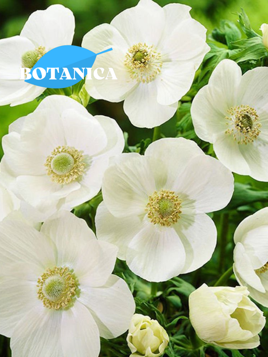 Луковицы цветов botanica garden анемоны брайд ( 10 штук )