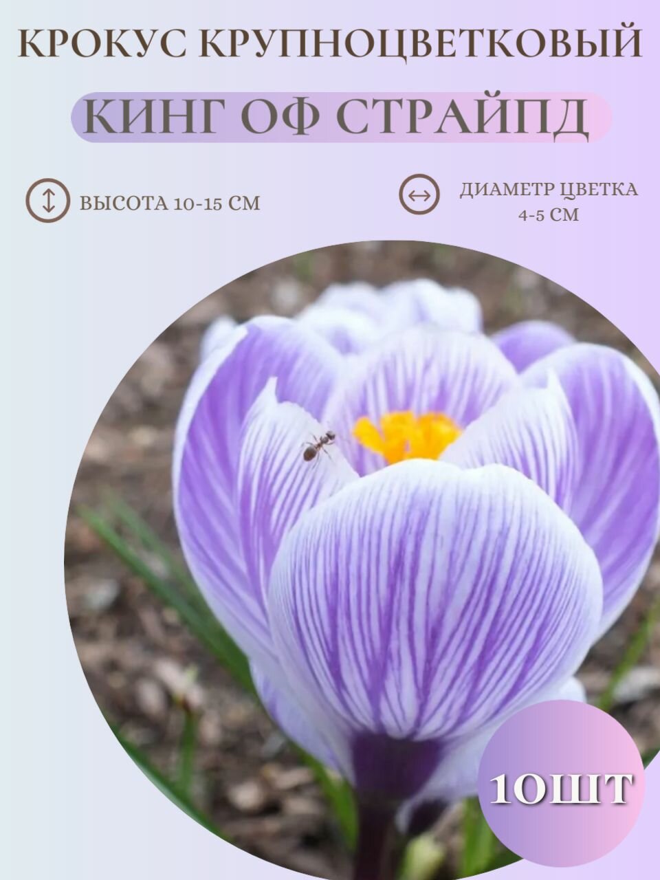 Крокус крупноцветковый Кинг оф Страйпд/ 10 луковиц