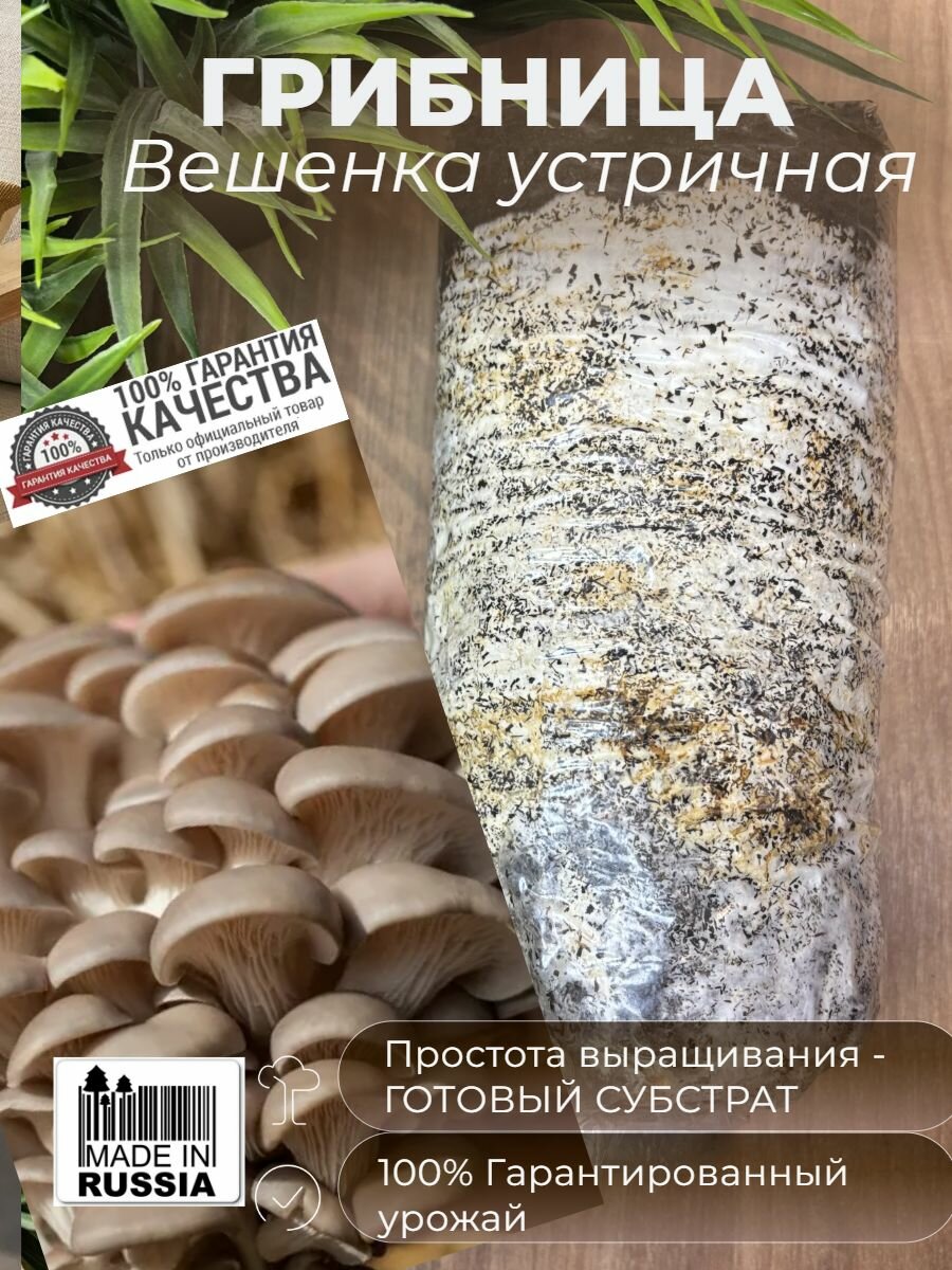 Выращивание грибов - домашняя грибница для дома балкона семена Вешенки (готовый субстрат)