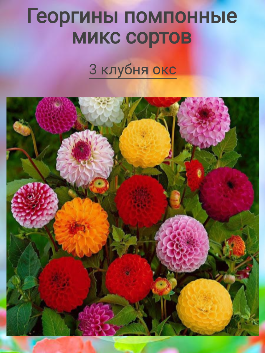 Георгины помпонные микс сортов (3 клубня)