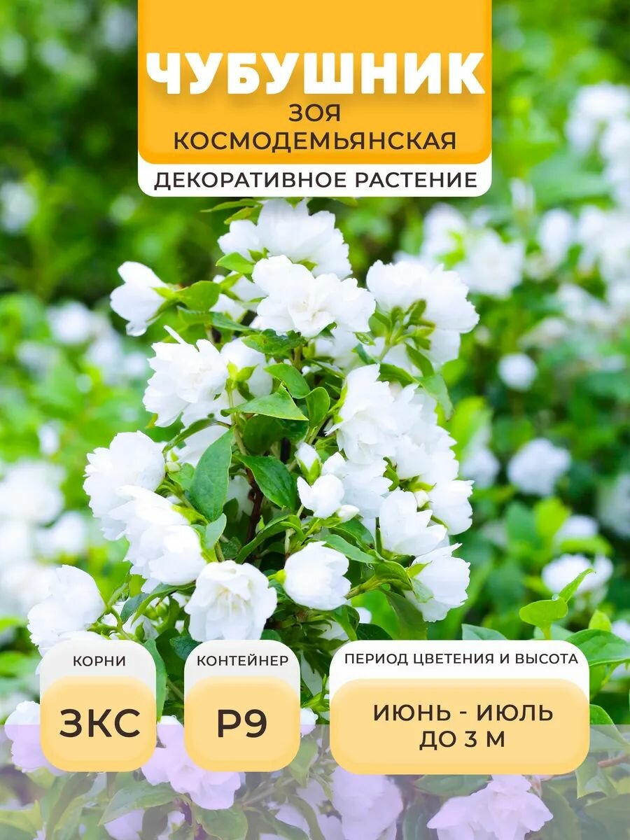 Чубушник саженец Зоя Космодемьянская в горшке P9 05 л многолетнее | Микроклон