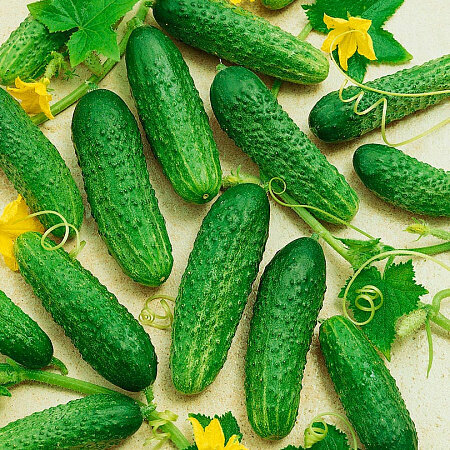 Огурцы Капитан F1 12шт  Сады России 