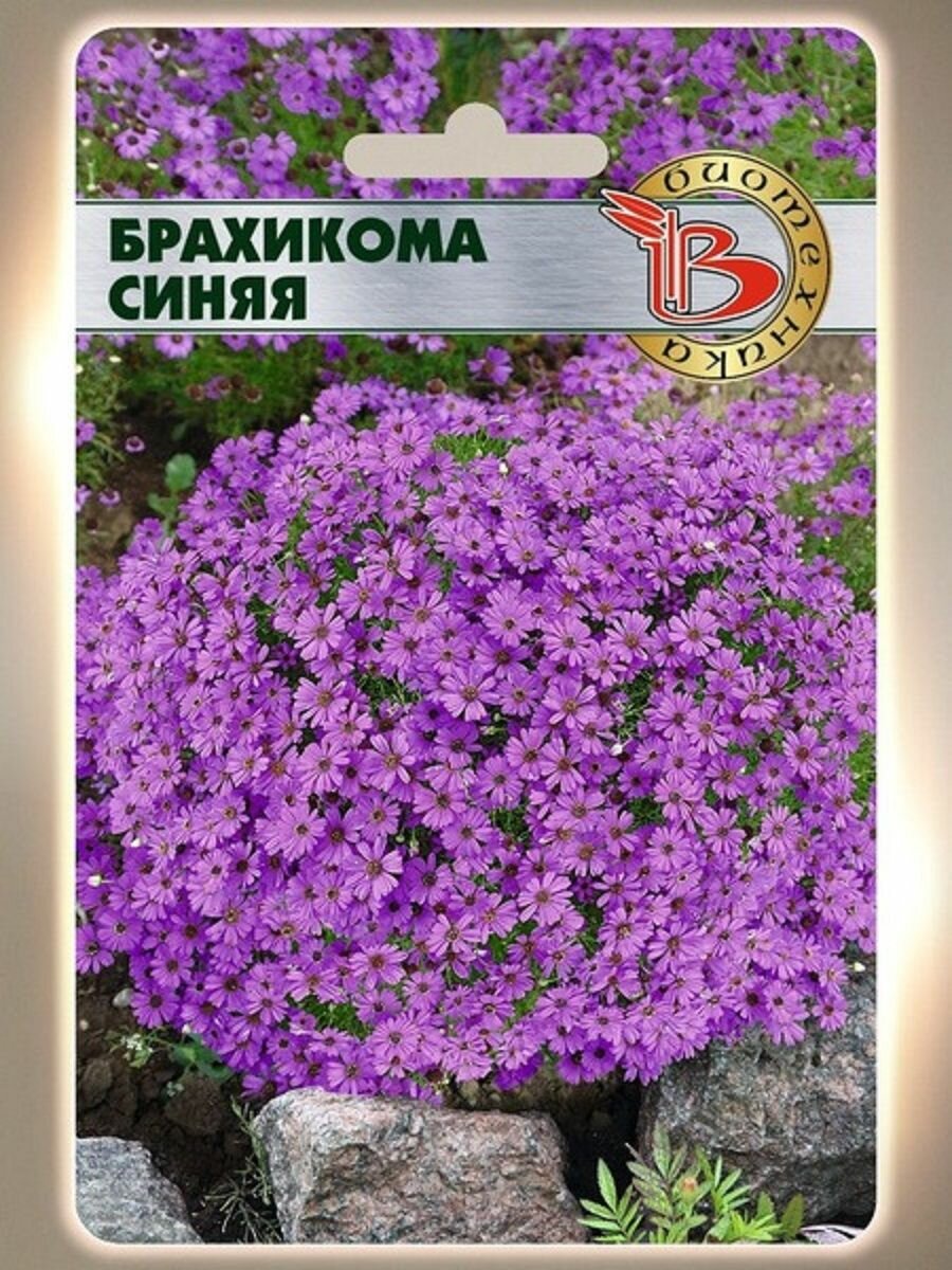 Брахикома Синяя   200 семян Биотехника