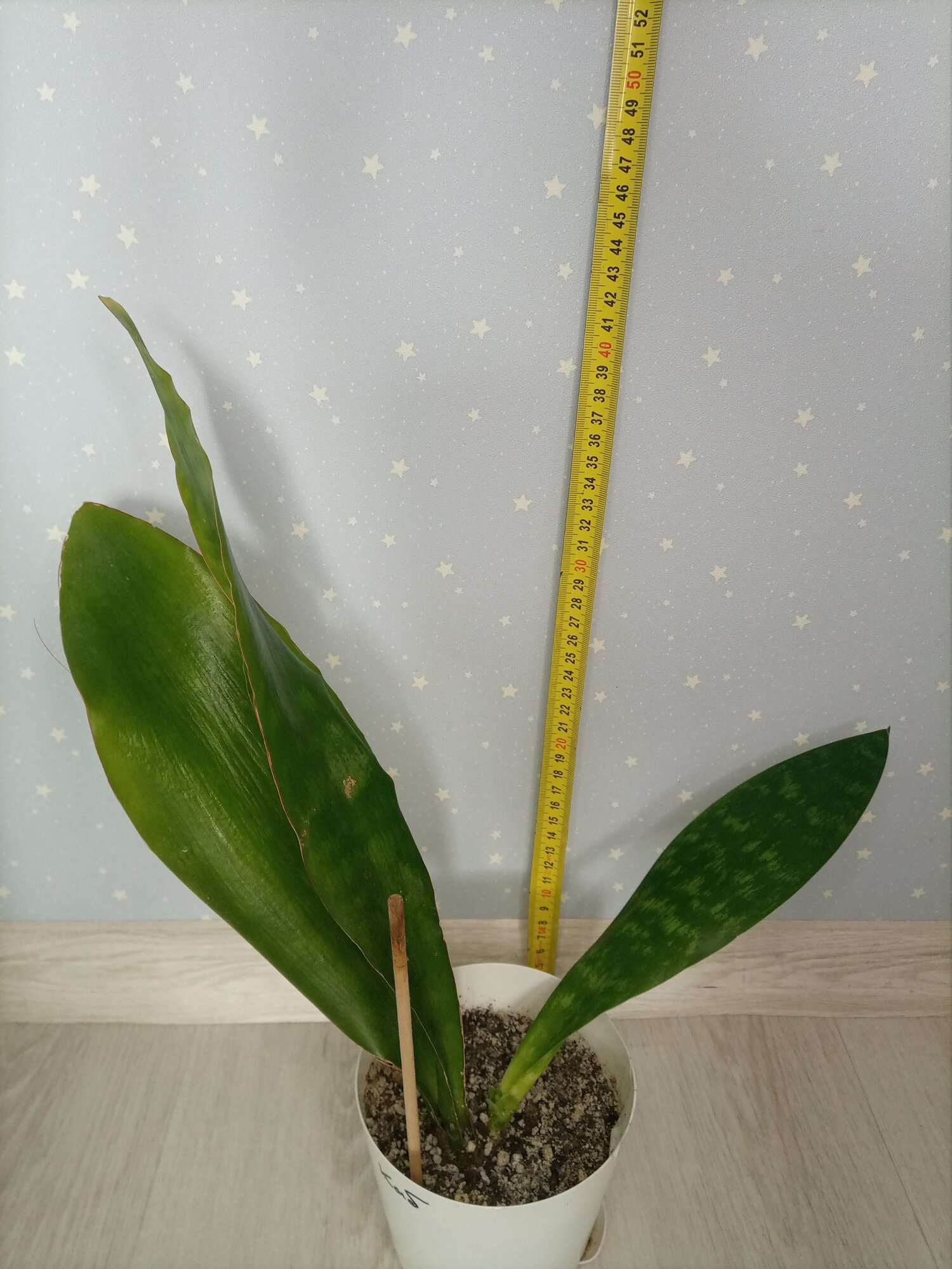 Сансевиерия Масониана Конго (Sansevieria masoniana (Mason's Congo). Взрослое растение. ОКС