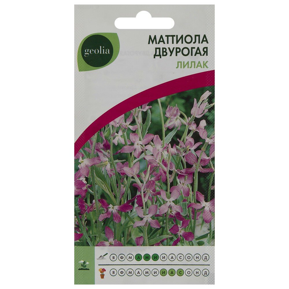 Маттиола двурогая Geolia Лилак (3 упак.)