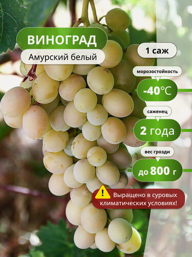 Изображение товара Виноград Амурский Белый, , ранне-средний срок созревания, 1 шт