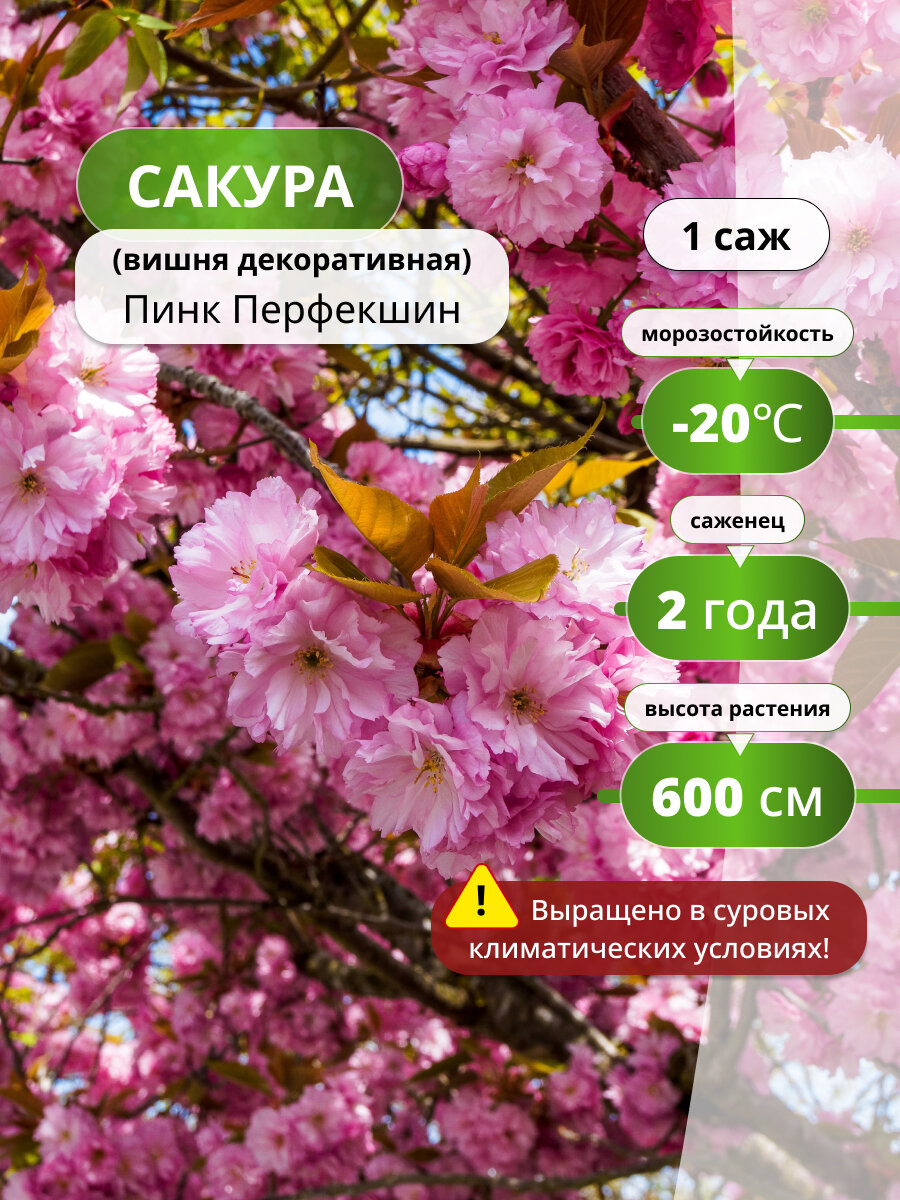 Сакура (вишня декоративная) Пинк Перфекшин 1 саженец декоративное растение