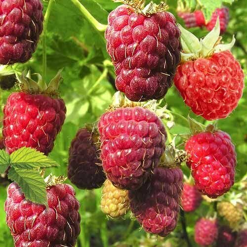 Малиновое дерево Богатырь 1099₽