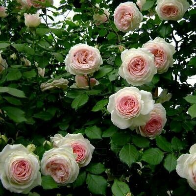Роза плетистая Пьер де Ронсар 2шт / саженец розы
