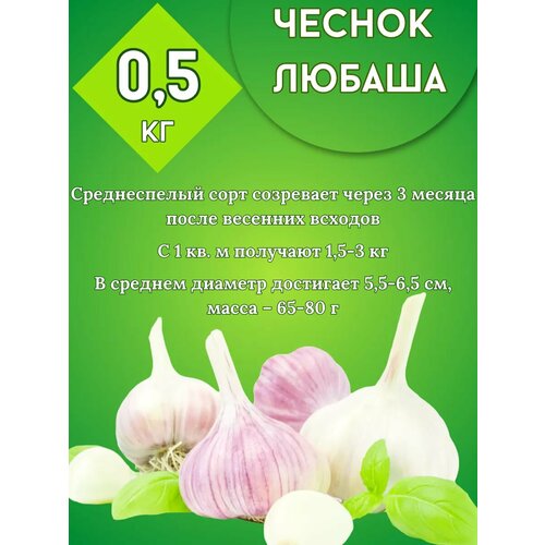 Чеснок Любаша на посадку 05кг 450₽
