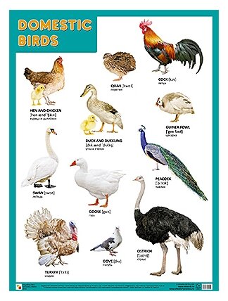 Плакат Мозаика-Синтез DOMESTIC BIRDS (Домашние птицы)