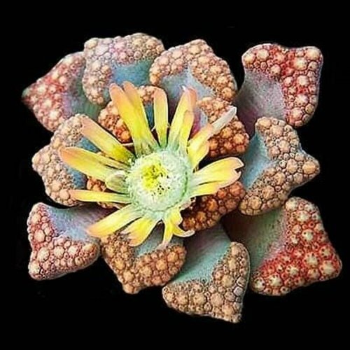 Суккулент Титанопсис Хуго-Шлетери (Titanopsis HUGO-SCHLECHTERI), семена