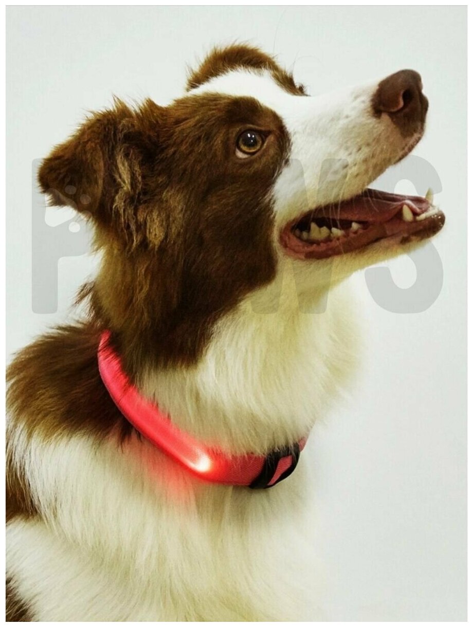 Ошейник светящийся для собак мелких пород, щенков и кошек / розовый S 35-40 см - фотография № 9