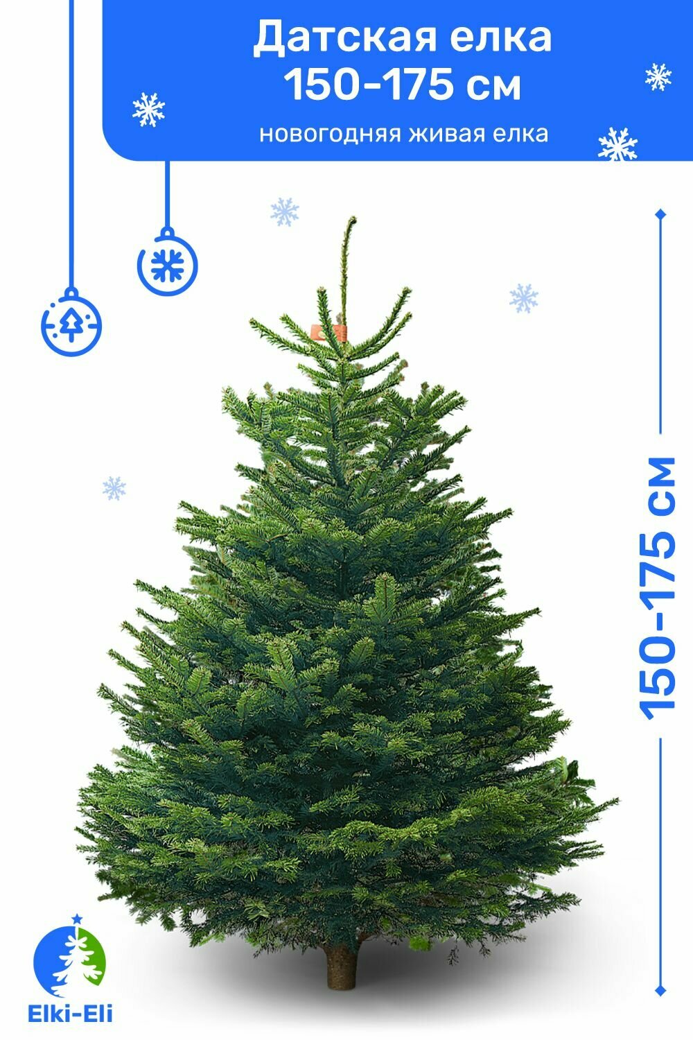 Пихта Нордмана Premium новогодняя живая елка срезанная 150-175 см