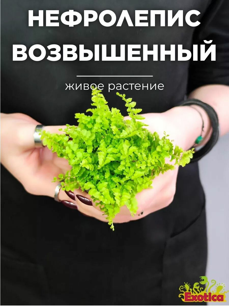 Нефролепис Возвышенный (Nephrolepis Exaltata Fluffy Ruffle) D6см