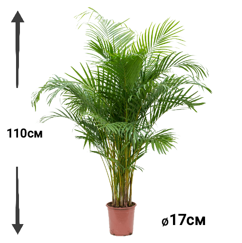 Пальма Арека Дипсис D17 110см живое растение в горшке для выращивания в помещении