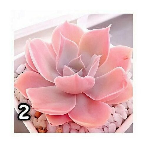 лиловый, фиолетовый, розовый, светлый