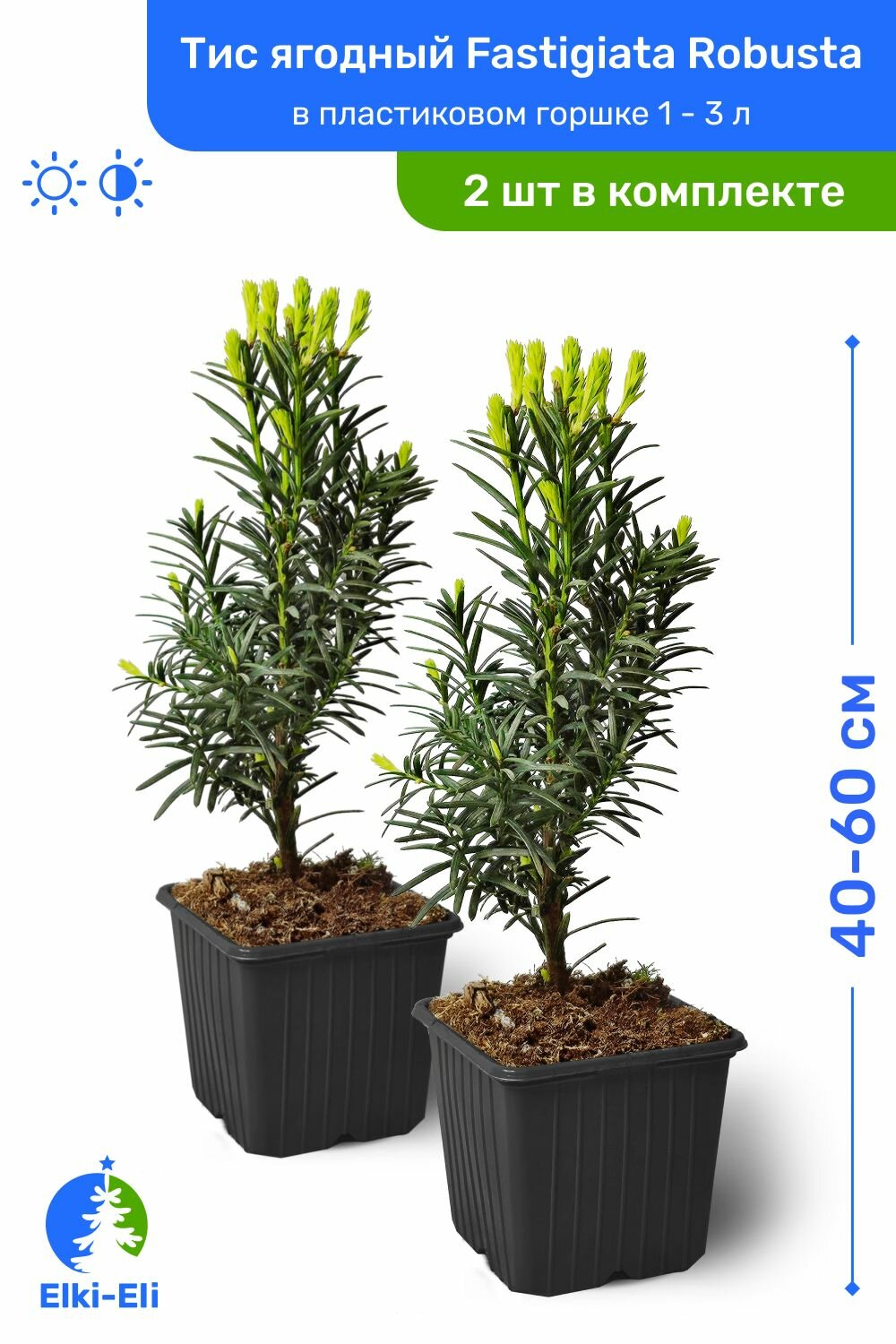 Тис ягодный Fastigiata Robusta 40-60 см в пластиковом горшке саженец хвойное живое растение комплект из 2 шт