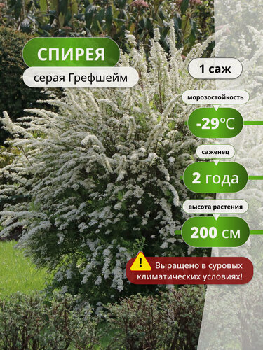 Изображение товара Спирея серая Грефшейм, спиреи, декоративный кустарник