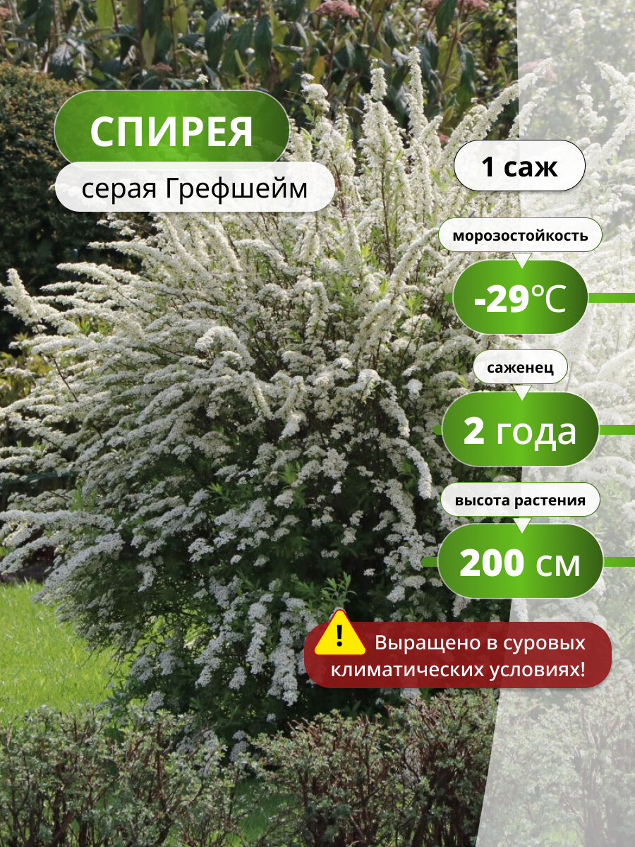 Спирея серая Грефшейм саженец спиреи декоративный кустарник