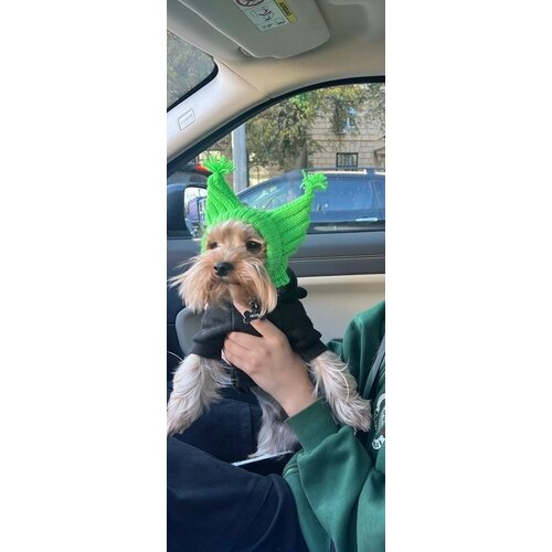 Шапка для собак 