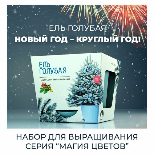 Набор для выращивания Ель голубая