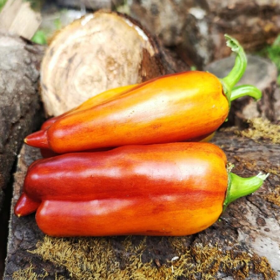 Семена Deodar SEEDS COMPANY Перец сладкий Рейчела 5 шт.