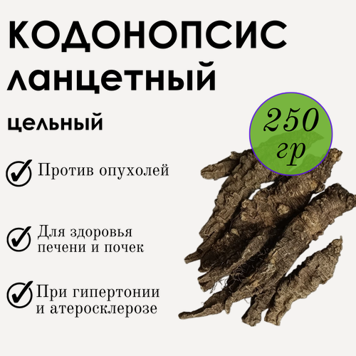 Изображение товара Кодонопсис ланцетный корень цельный Фито-Аптекарь, при заболеваниях печени и почек, сахарном диабете, отеках, 250 гр