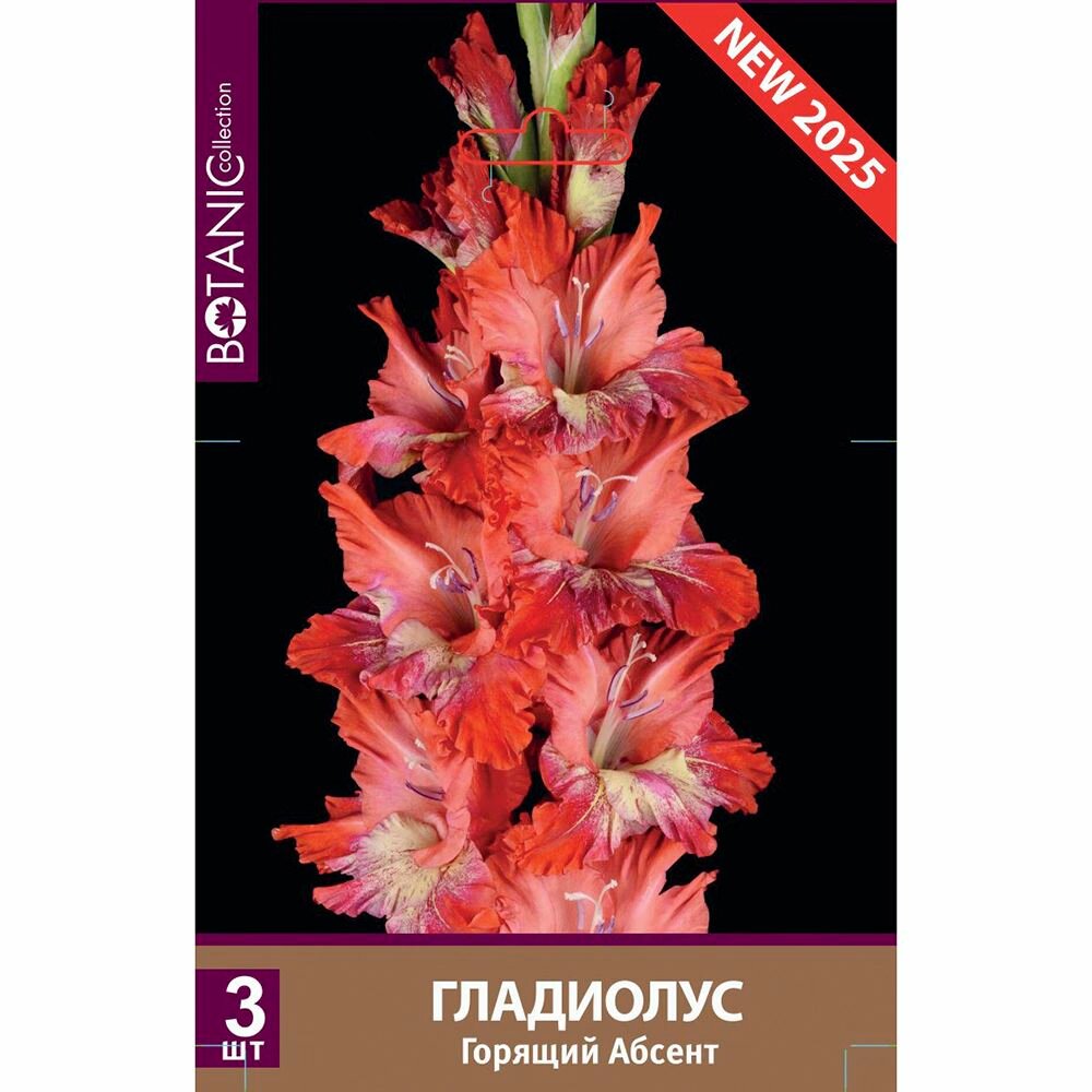 Гладиолус крупноцветковый Горящий Абсент 3 шт