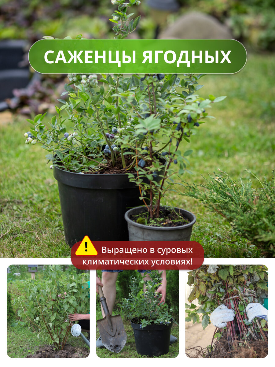 Комплект "Смородиновая пара" из 2 / смородины, морозостойкий, высокоурожайный — фото 1