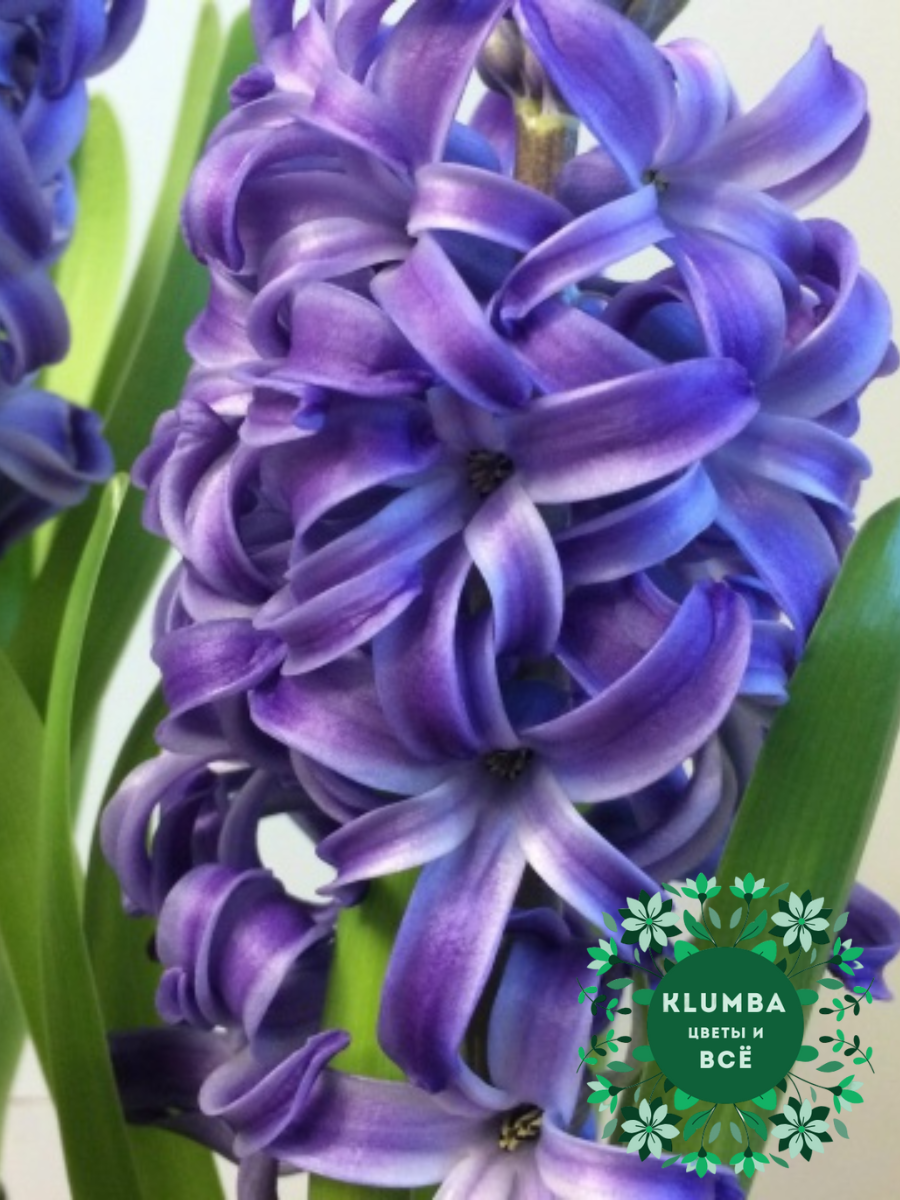 Луковицы цветов Клумба Гиацинт BLUE PEARL ( 2 штуки ) лилово-синий
