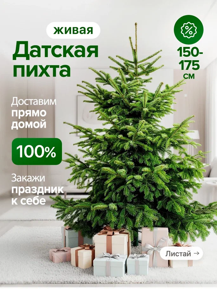 Пихта живая Нордмана новогодняя премиум Елка для дома ( 150 - 175 см )