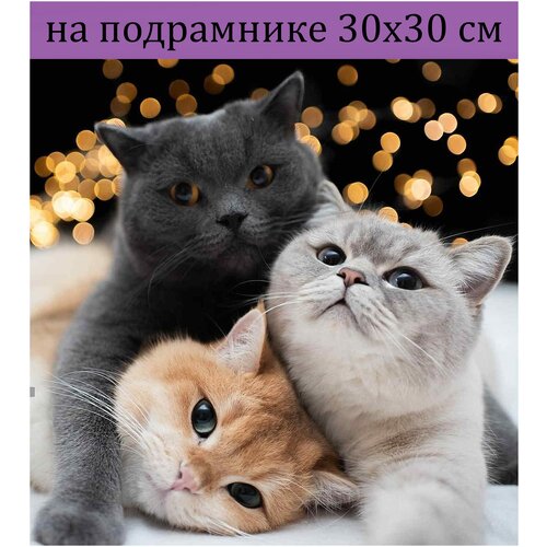 Алмазная мозаика на подрамнике 30х30 котики, алмазная живопись 30*30, алмазная вышивка, наборы с круглыми стразами, полная выкладка алмазная мозаика 30х30 на подрамнике алмазная живопись 30 30 кот алмазная вышивка наборы с круглыми стразами полная выкладка