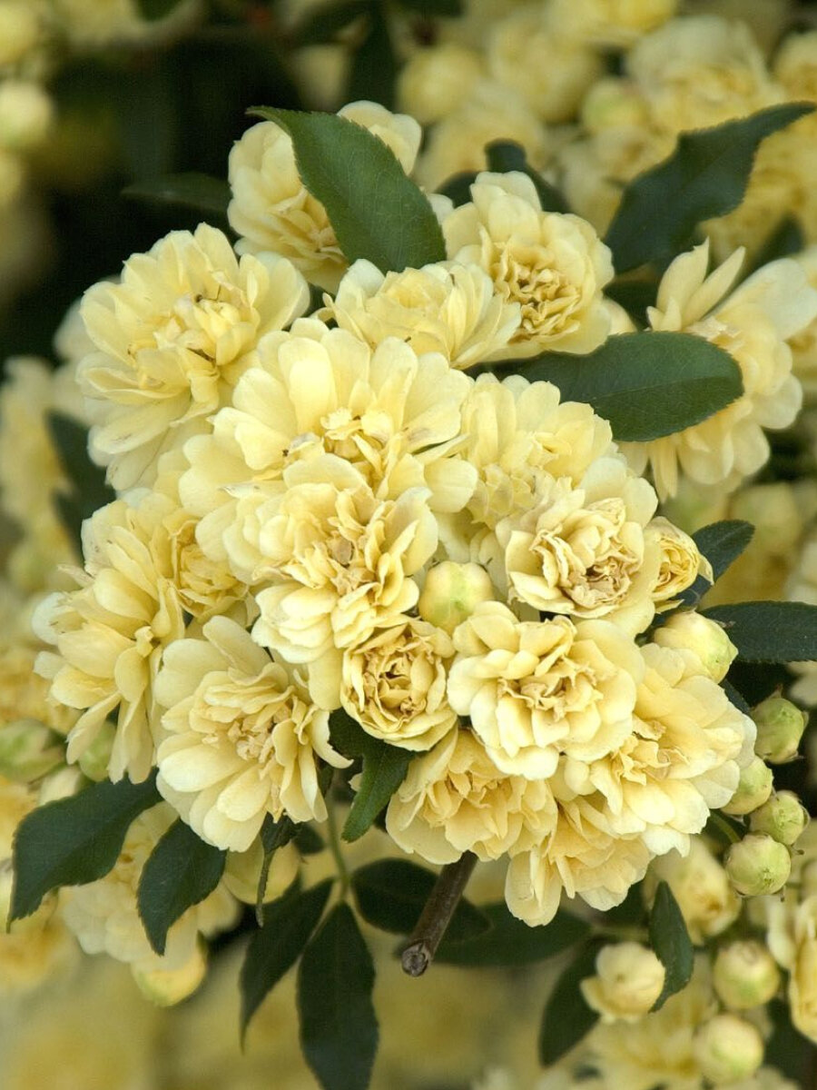 Роза плетистая Леди Бэнкс Еллоу (Lady Banks Yellow) 2 шт / розы