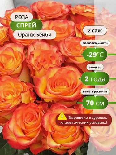 Изображение товара Роза спрей "Оранж Бейби", оранжевая, многолетняя, высота 70см, 2 ш т