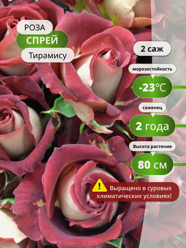 Изображение товара Роза спрей Тирамису, многолетняя, высота 80см, бордовая, коричнево-красная, 2