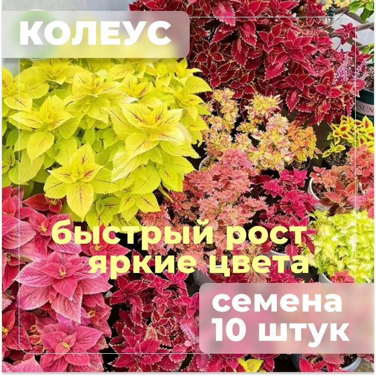 КОЛЕУС смесь сортов быстрый рост яркие цвета семена 10 штук