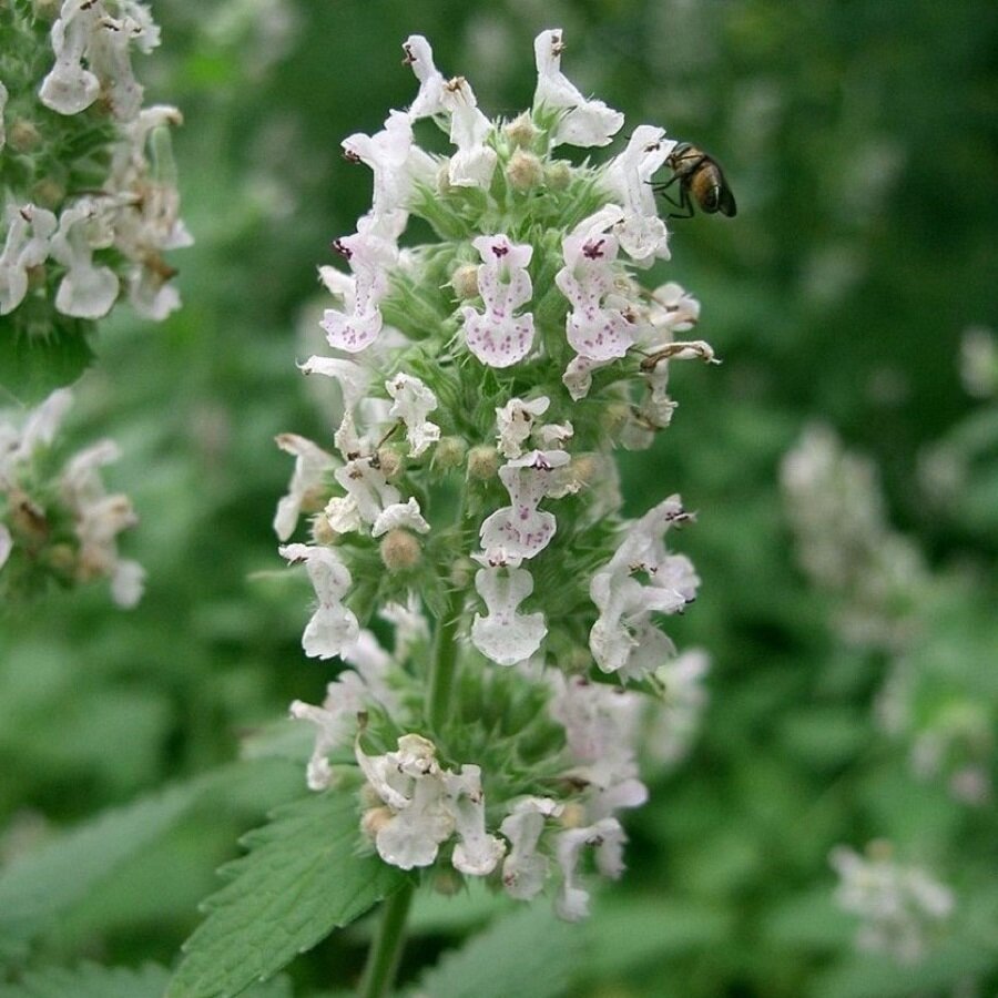 Семена Deodar SEEDS COMPANY Кошачья мята 20 шт.