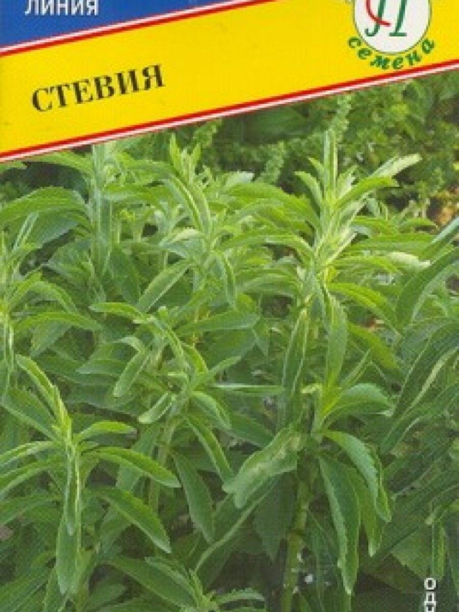 Стевия в открытом грунте